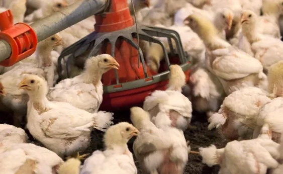 Uruguay suspende el ingreso de productos avícolas desde Brasil tras detectarse un foco viral