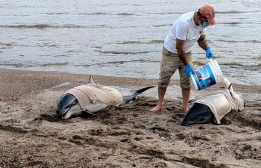 Rescate de delfines varados movilizó un operativo en San Luis
